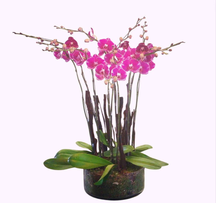 Plant Arrangement